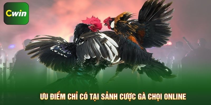 Ưu điểm chỉ có tại sảnh cược gà chọi online